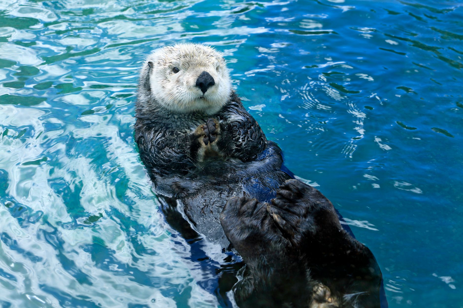 Sea otters floating together — The Raft community